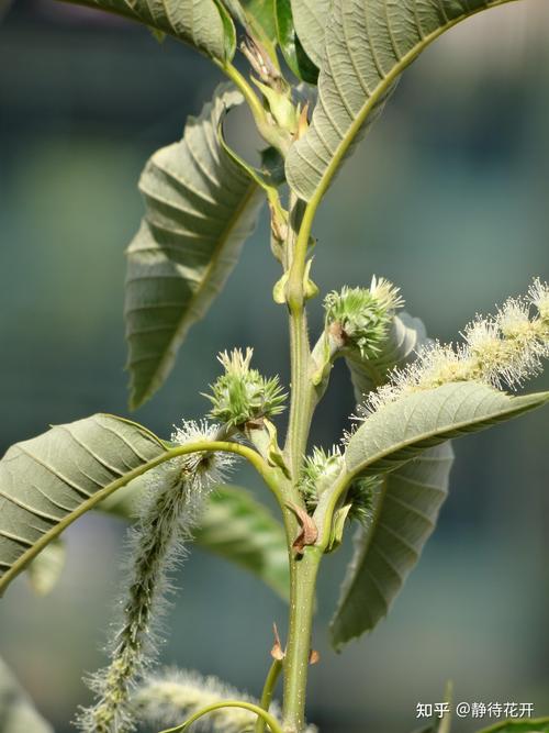 板栗树只开花不结果怎么办?5大核心原因及科学解决方案 板栗树只开花不结果怎么办?5大核心原因及科学解决方案
