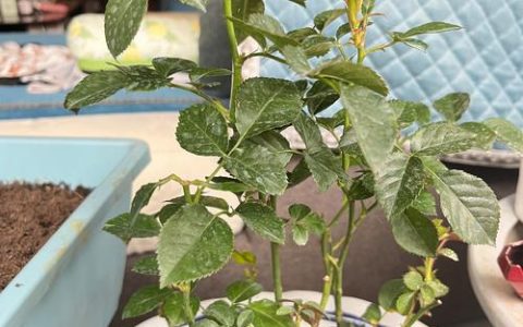 月季花叶子被虫子吃了怎么办？专业杀虫方案与养护指南