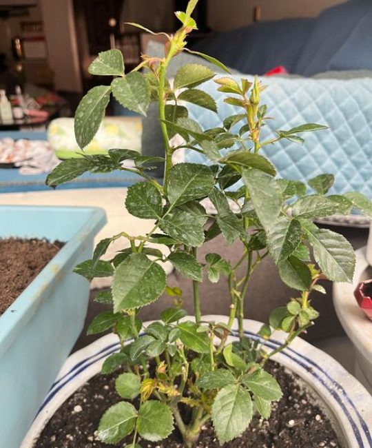 月季花叶子被虫子吃了怎么办？专业杀虫方案与养护指南