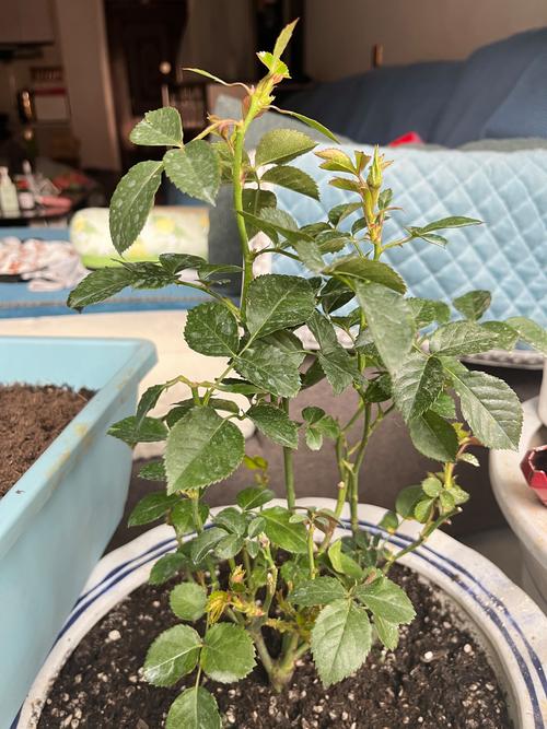 月季花叶子被虫子吃了怎么办?专业杀虫方案与养护指南 月季花叶子被虫子吃了怎么办?专业杀虫方案与养护指南