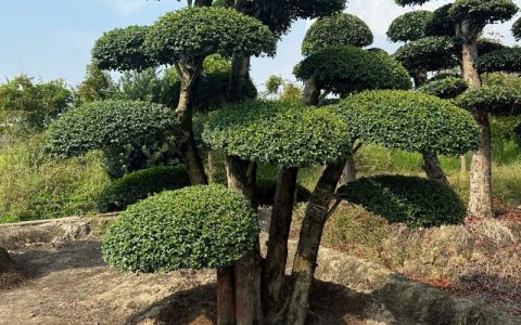 女贞树种植全攻略：从选时、栽植到成活管理的7步技术指南