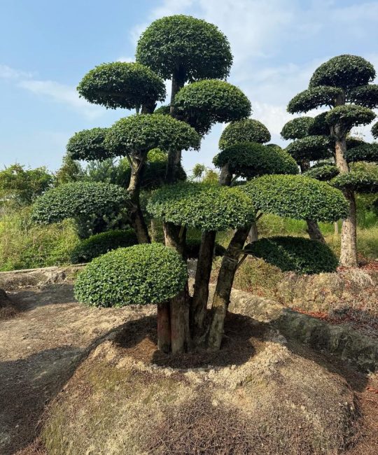 女贞树种植全攻略：从选时、栽植到成活管理的7步技术指南