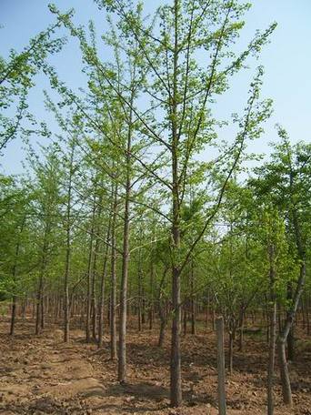 银杏苗规格标准解读：胸径、分枝点与冠幅