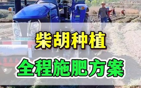 家庭柴胡施肥指南：选择什么肥料能让根系更健壮？