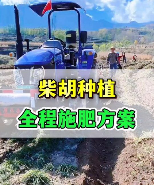 家庭柴胡施肥指南：选择什么肥料能让根系更健壮？