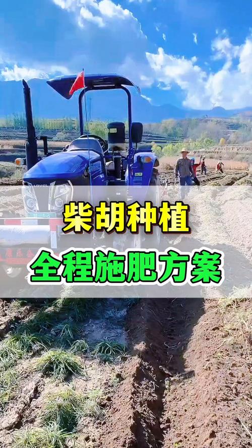 家庭柴胡施肥指南:选择什么肥料能让根系更健壮? 家庭柴胡施肥指南:选择什么肥料能让根系更健壮?