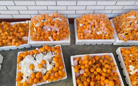 比大五星更好的枇杷品种推荐：解放钟与白玉的种植与选购指南