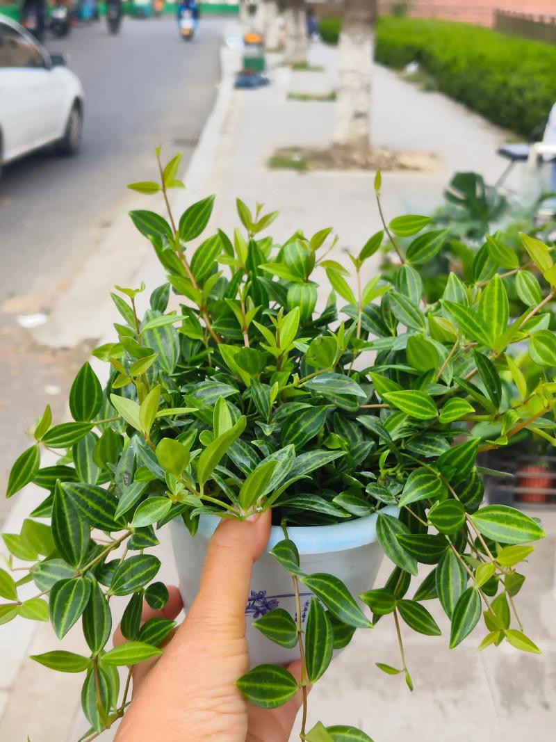 露天阳台绿植推荐:5种皮实好养的盆栽方案与养护指南 推荐四:薰衣草(以狭叶薰衣草为例)