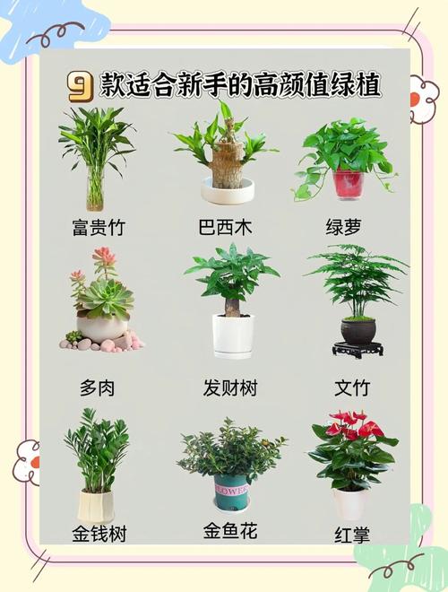 露天阳台绿植推荐:5种皮实好养的盆栽方案与养护指南 露天阳台通用养护提示