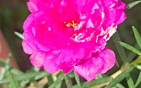 太阳花能晒太阳吗？太阳花（松叶牡丹）养护全攻略