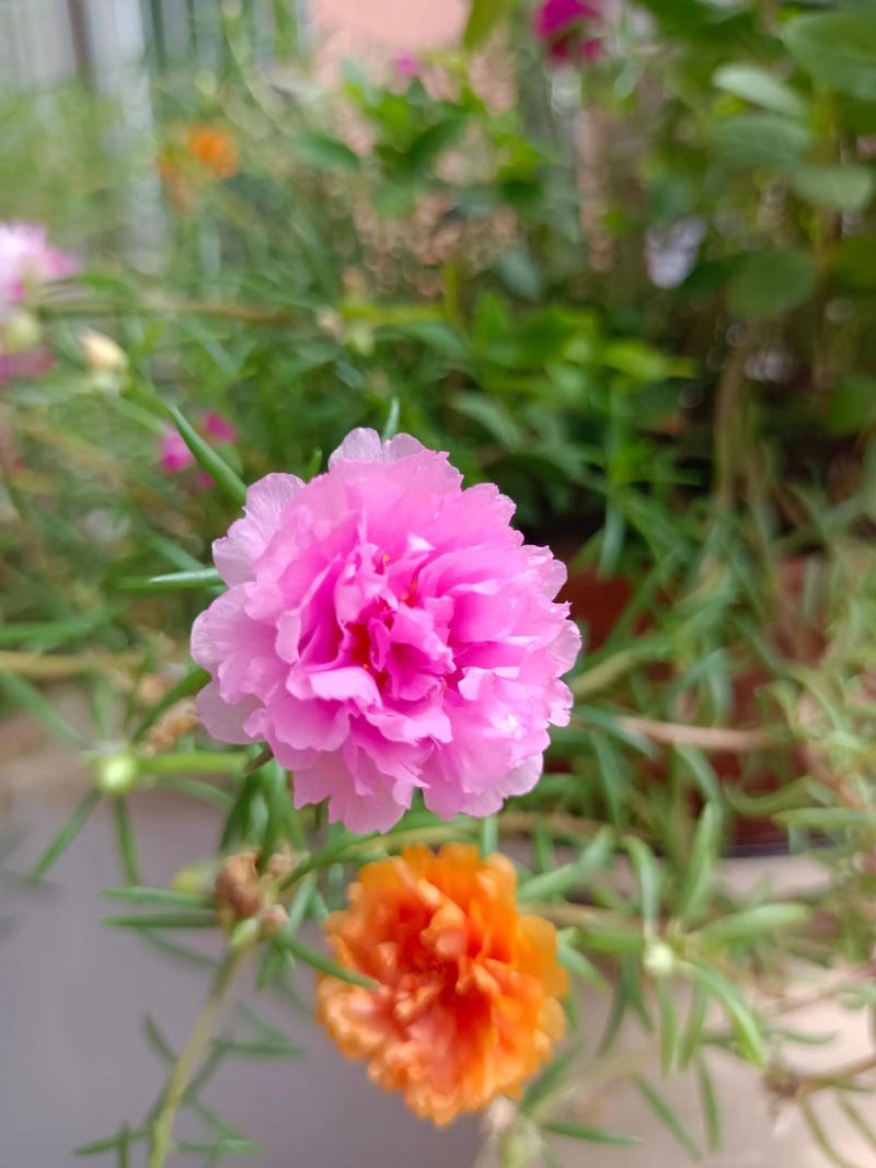 太阳花能晒太阳吗?太阳花(松叶牡丹)养护全攻略 越冬与越夏管理