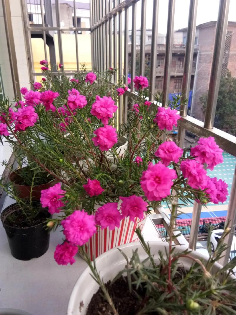 太阳花能晒太阳吗?太阳花(松叶牡丹)养护全攻略 总结:3条核心可执行动作