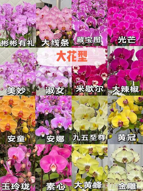 蝴蝶兰哪个品种容易开花好养?2026年新手首选三大品种对比 三大热门品种6维度对比