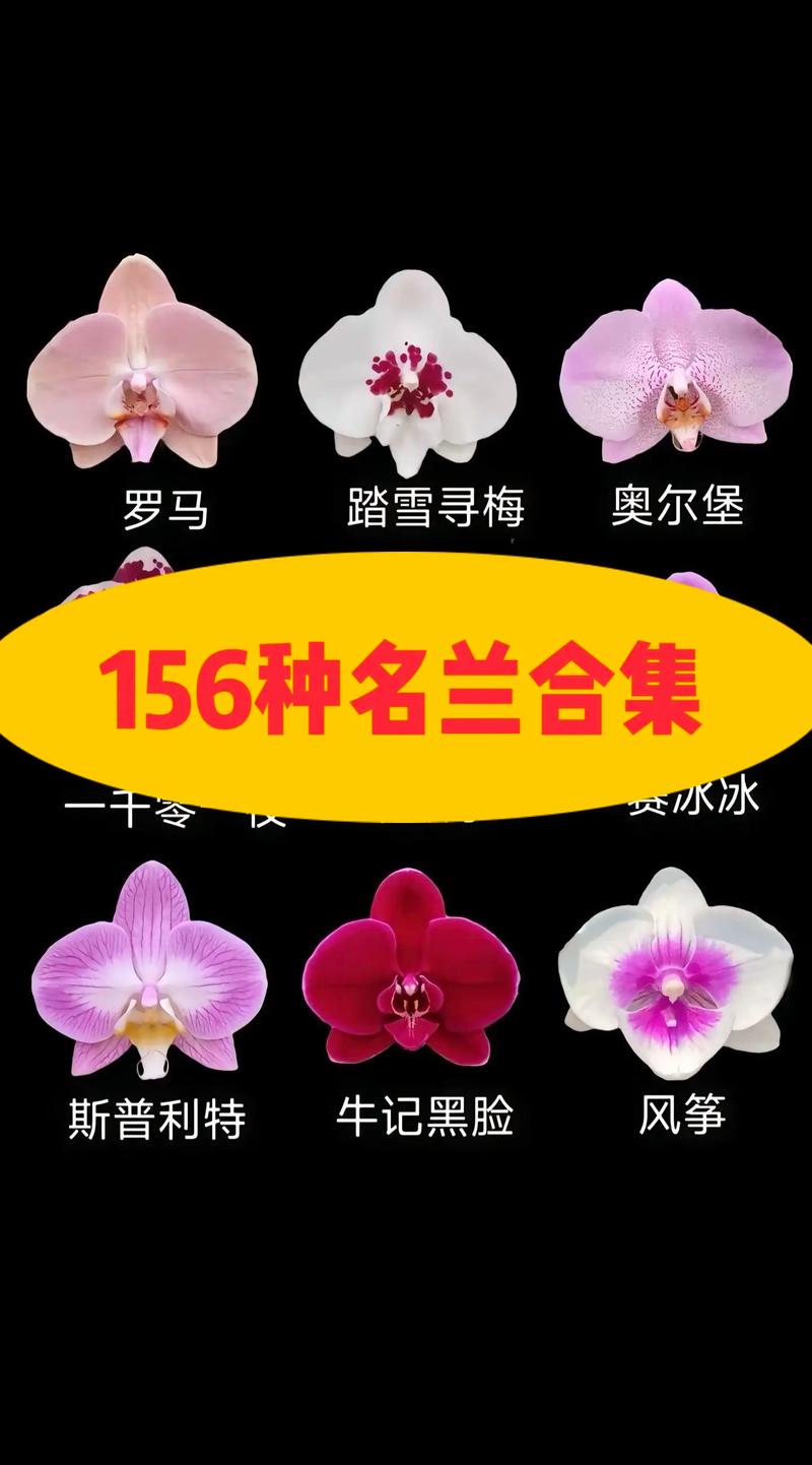 蝴蝶兰哪个品种容易开花好养?2026年新手首选三大品种对比 为什么“大辣椒”更容易开花?