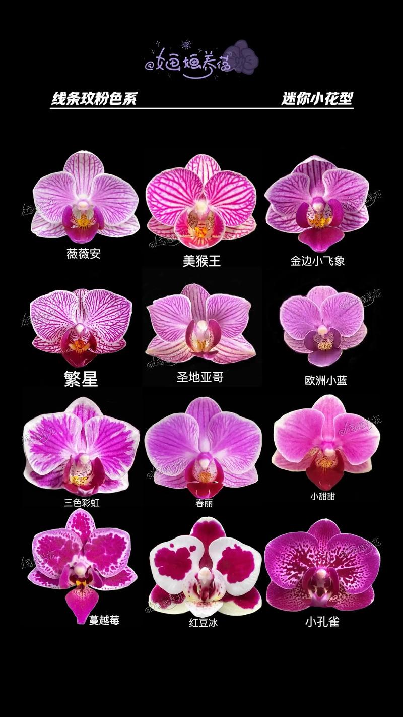 蝴蝶兰哪个品种容易开花好养?2026年新手首选三大品种对比 不开花常见原因与解决(针对所有品种)