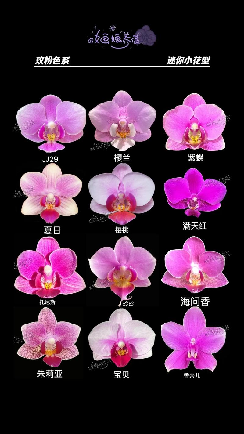 蝴蝶兰哪个品种容易开花好养?2026年新手首选三大品种对比 总结
