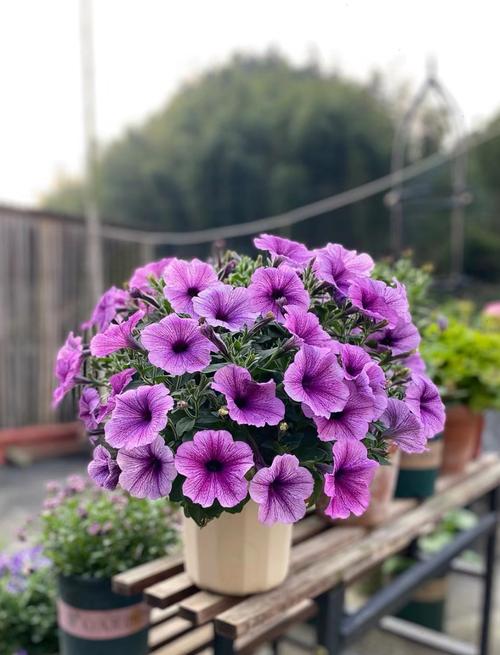 矮牵牛花施什么肥好?掌握这些施肥技巧,花开爆盆不断 二、生长期施肥:氮磷钾均衡,壮苗是关键