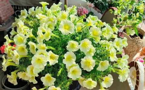 矮牵牛花施什么肥好？掌握这些施肥技巧，花开爆盆不断