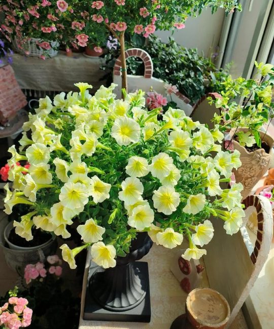 矮牵牛花施什么肥好？掌握这些施肥技巧，花开爆盆不断