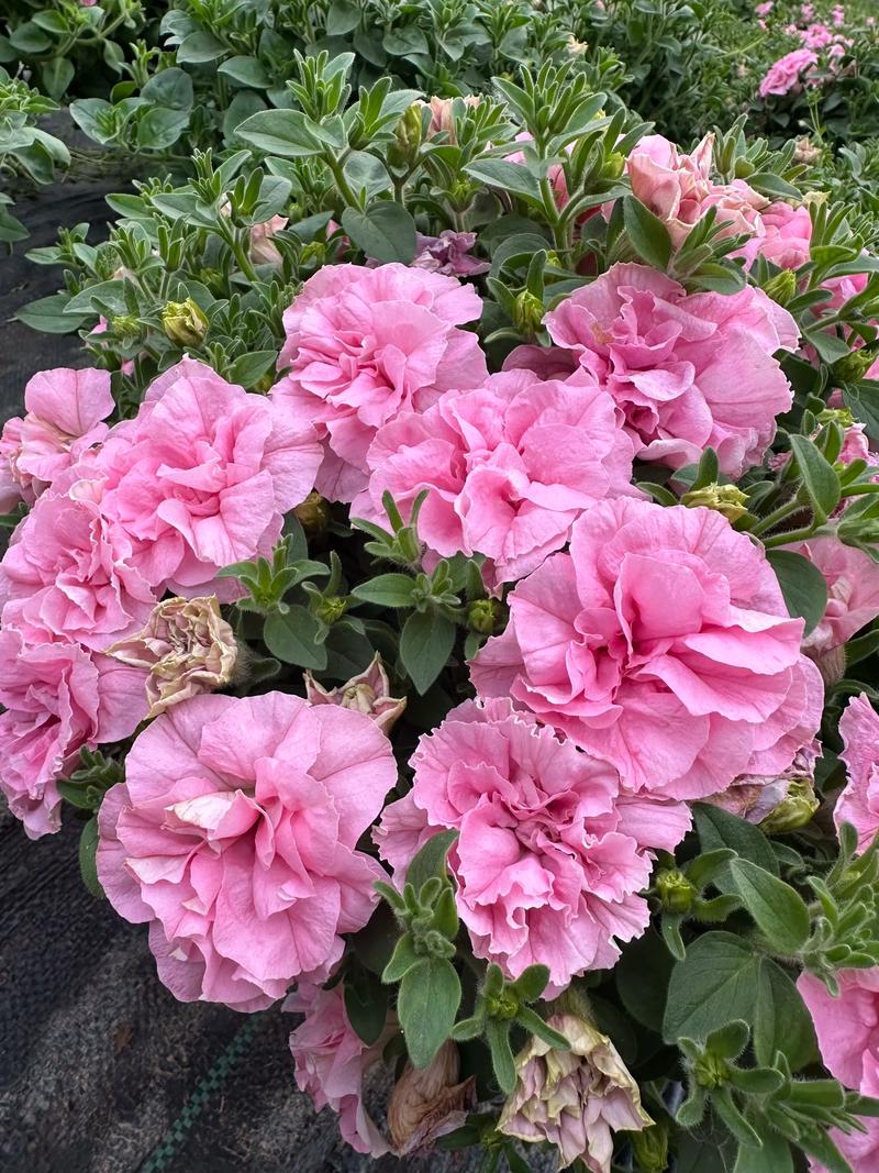 矮牵牛花施什么肥好?掌握这些施肥技巧,花开爆盆不断 四、休眠期与花后修剪:停肥养根,蓄力待发