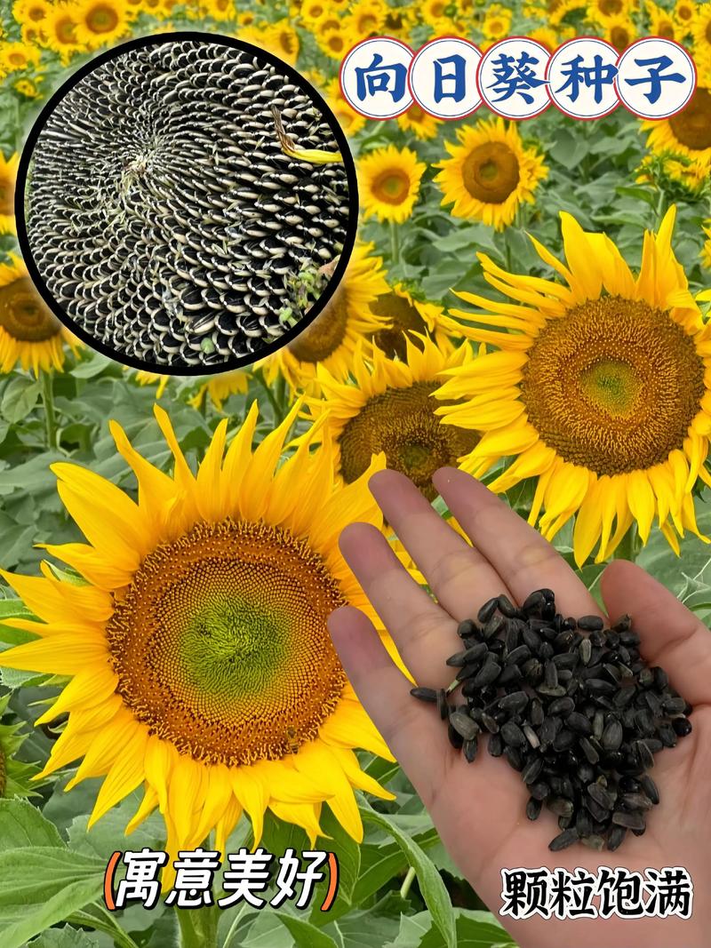 太阳花种子哪里买?采购渠道专家教你如何避坑,买到真品种 太阳花种子哪里买?采购渠道专家教你如何避坑,买到真品种