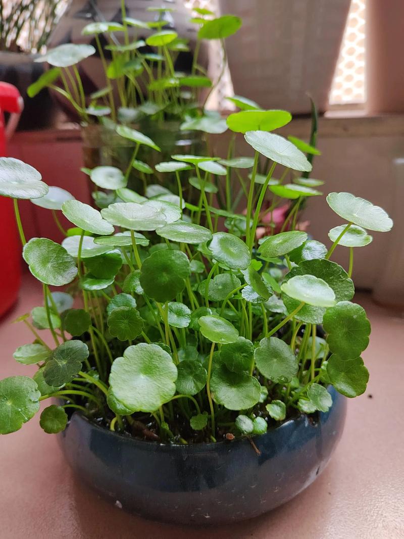 铜钱草在哪里有?一份严谨的采购渠道选择指南 第四步:运输与包装规范