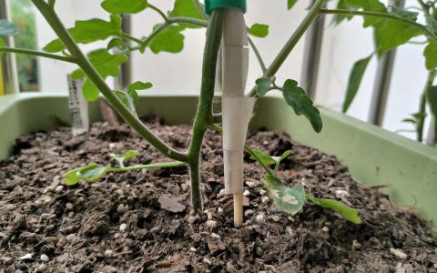 番茄怎么压苗？掌握压蔓技巧，让番茄根系更发达、产量翻倍
