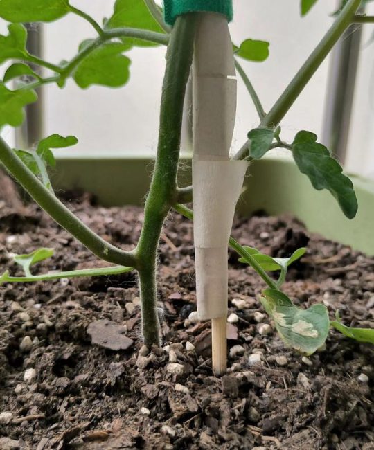 番茄怎么压苗？掌握压蔓技巧，让番茄根系更发达、产量翻倍