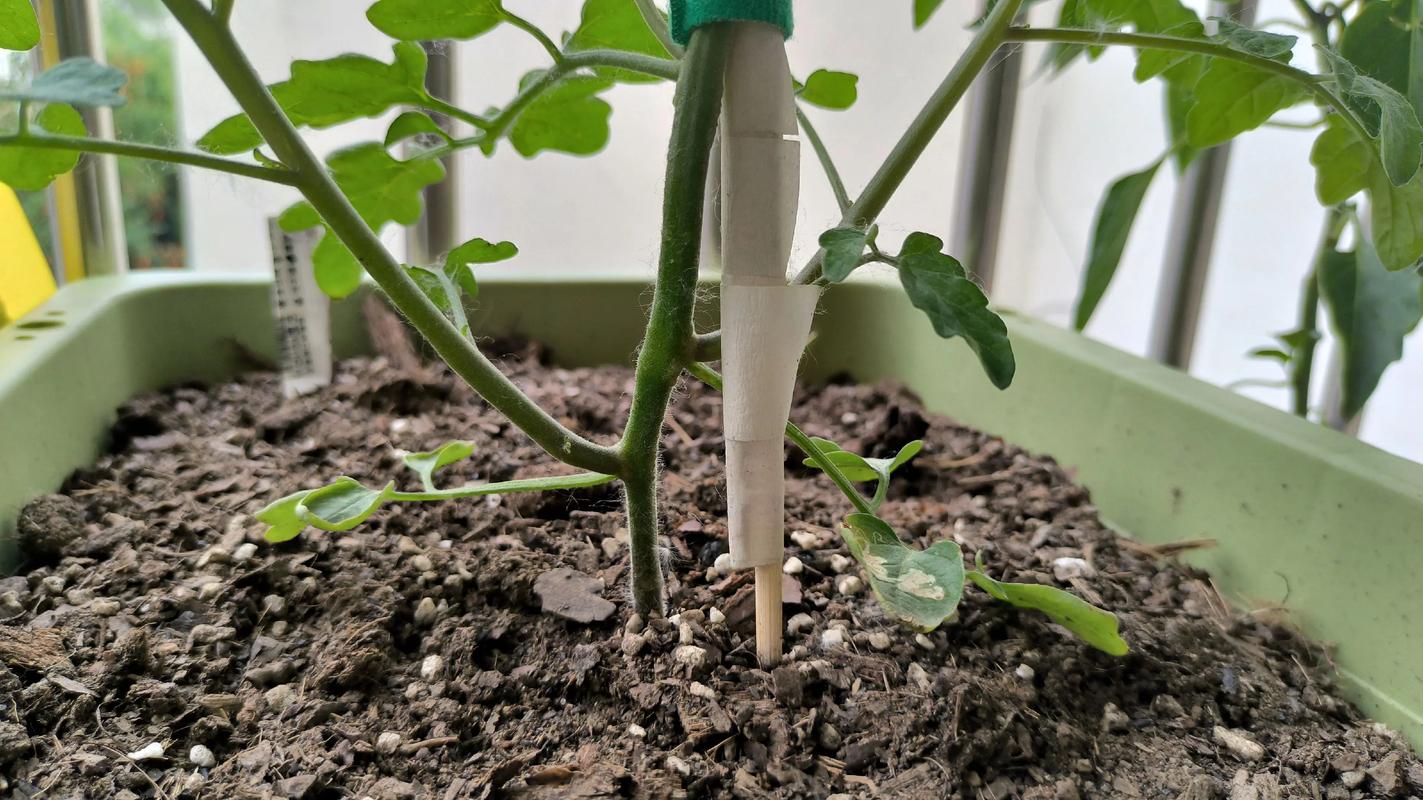 番茄怎么压苗?掌握压蔓技巧,让番茄根系更发达、产量翻倍 番茄为什么要压苗?一次看懂核心原理