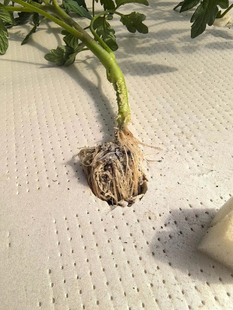 番茄怎么压苗?掌握压蔓技巧,让番茄根系更发达、产量翻倍 常见问题与解答