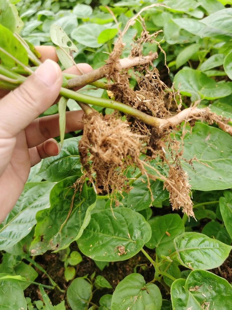 番茄怎么压苗?掌握压蔓技巧,让番茄根系更发达、产量翻倍 番茄压苗的4个关键步骤
