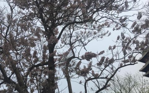 梧桐树是什么季节开放？一篇文章读懂它的发芽、开花与落叶物候