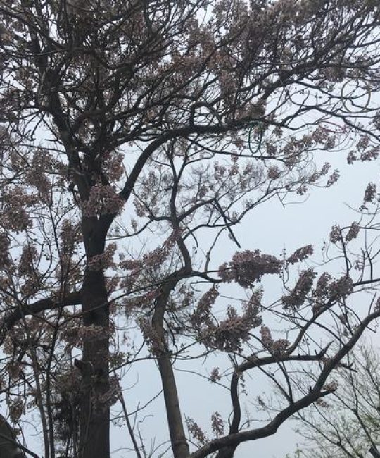 梧桐树是什么季节开放？一篇文章读懂它的发芽、开花与落叶物候