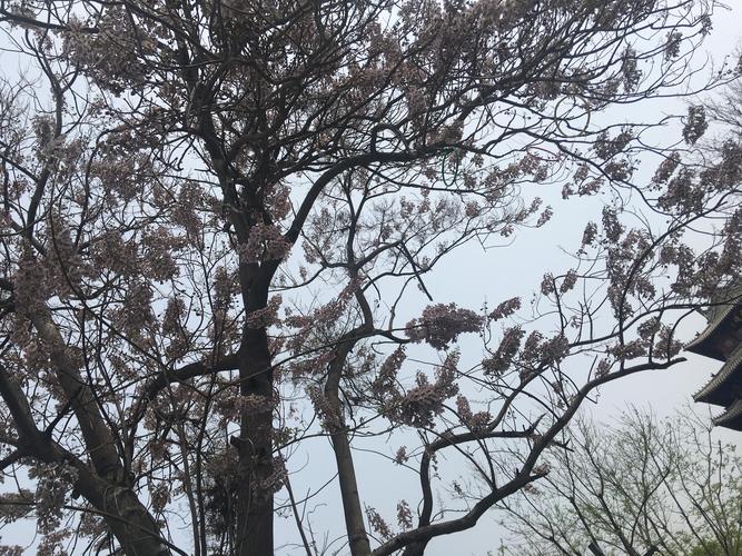 梧桐树是什么季节开放？一篇文章读懂它的发芽、开花与落叶物候
