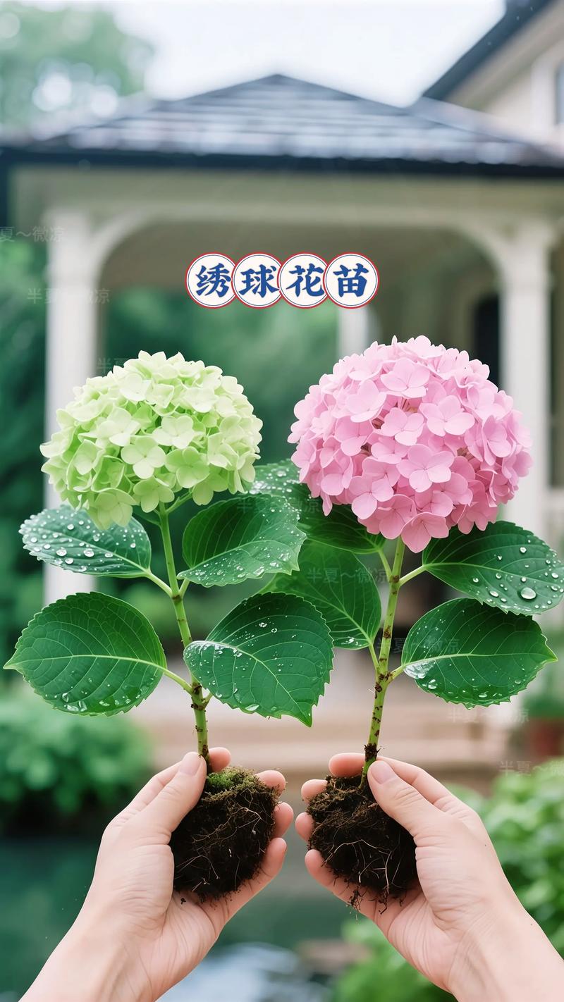 绣球花在北方如何过冬:从品种选择到入室防寒的完整指南 品种基础档案:北方绣球花的耐寒性分类