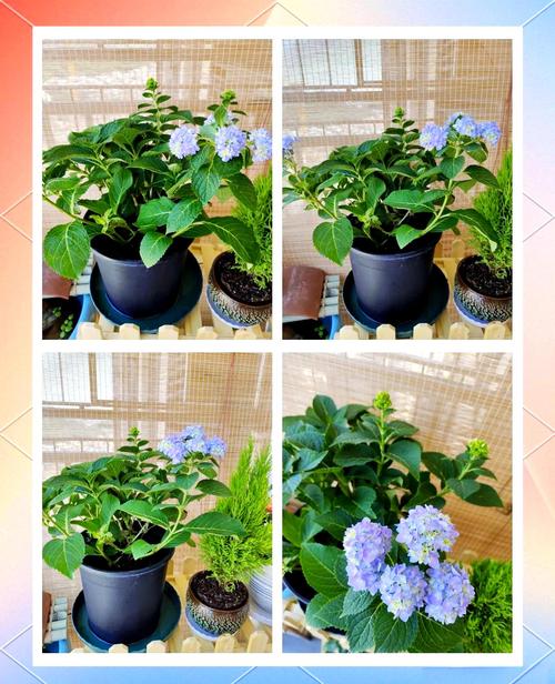 绣球花在北方如何过冬:从品种选择到入室防寒的完整指南 总结:北方绣球越冬核心动作
