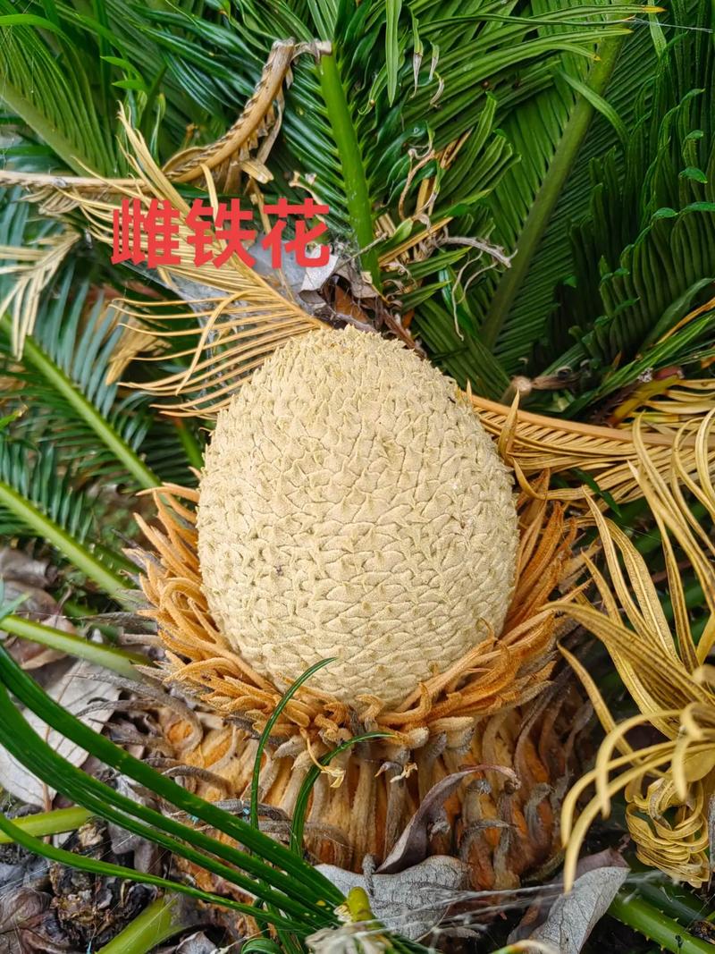 铁树开花的果子有什么用?果实价值、毒性警示与养护期内核详解 铁树长期不开花不结果的诊断清单