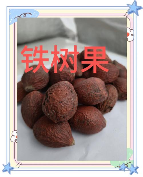 铁树开花的果子有什么用?果实价值、毒性警示与养护期内核详解 总结