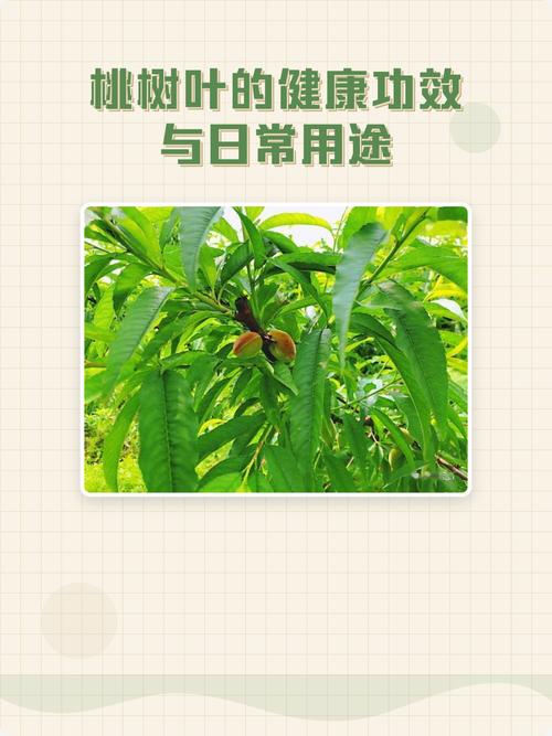 桃树叶的功效与禁忌:是药不是菜,食用需谨慎 总结