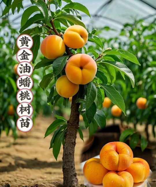 2026年蟠桃苗哪个品种好？三大主流蟠桃品种六维对比与选购指南