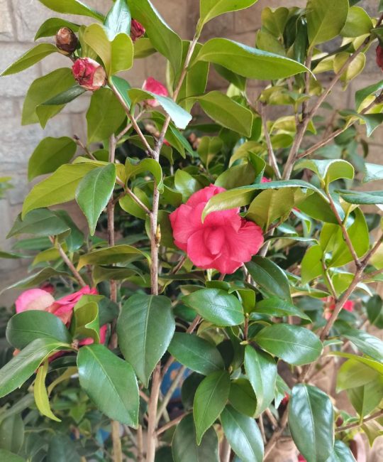 茶玫瑰是什么花？