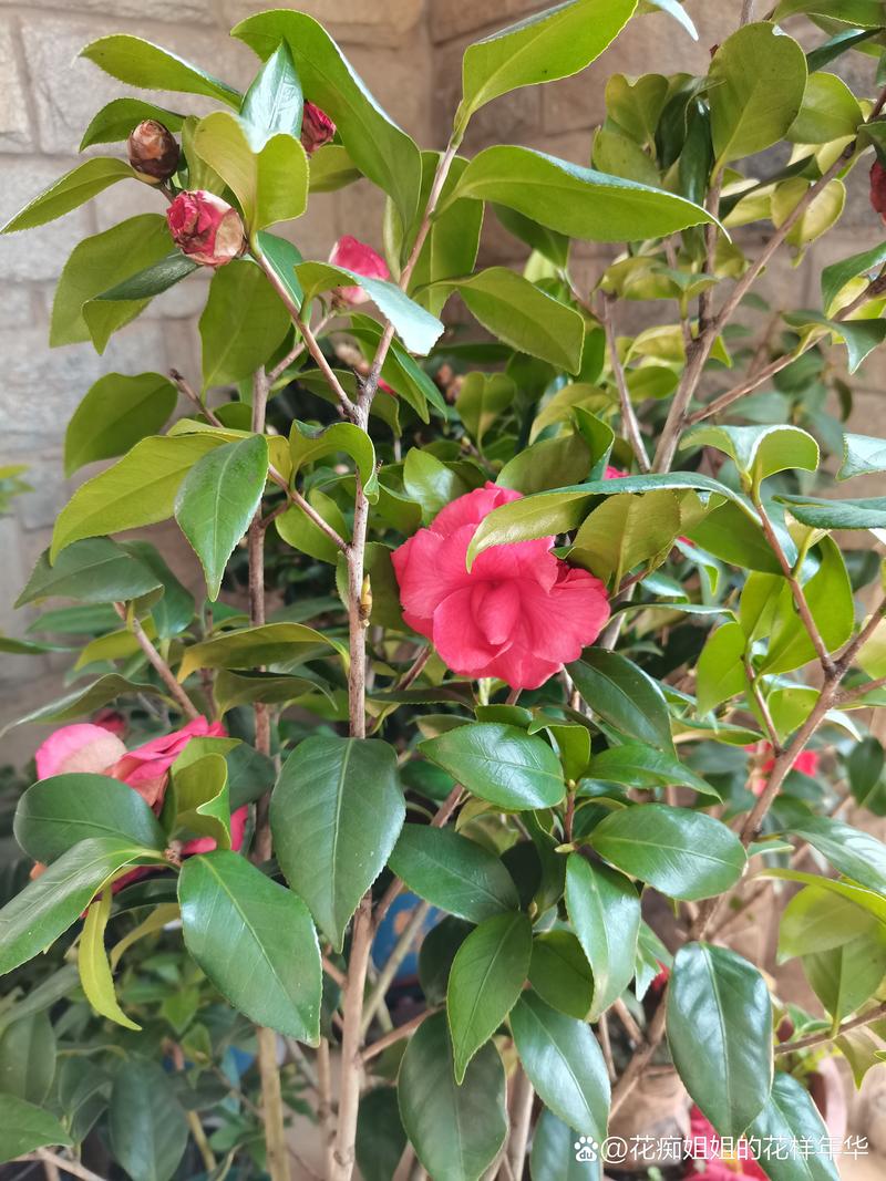 茶玫瑰的基本信息