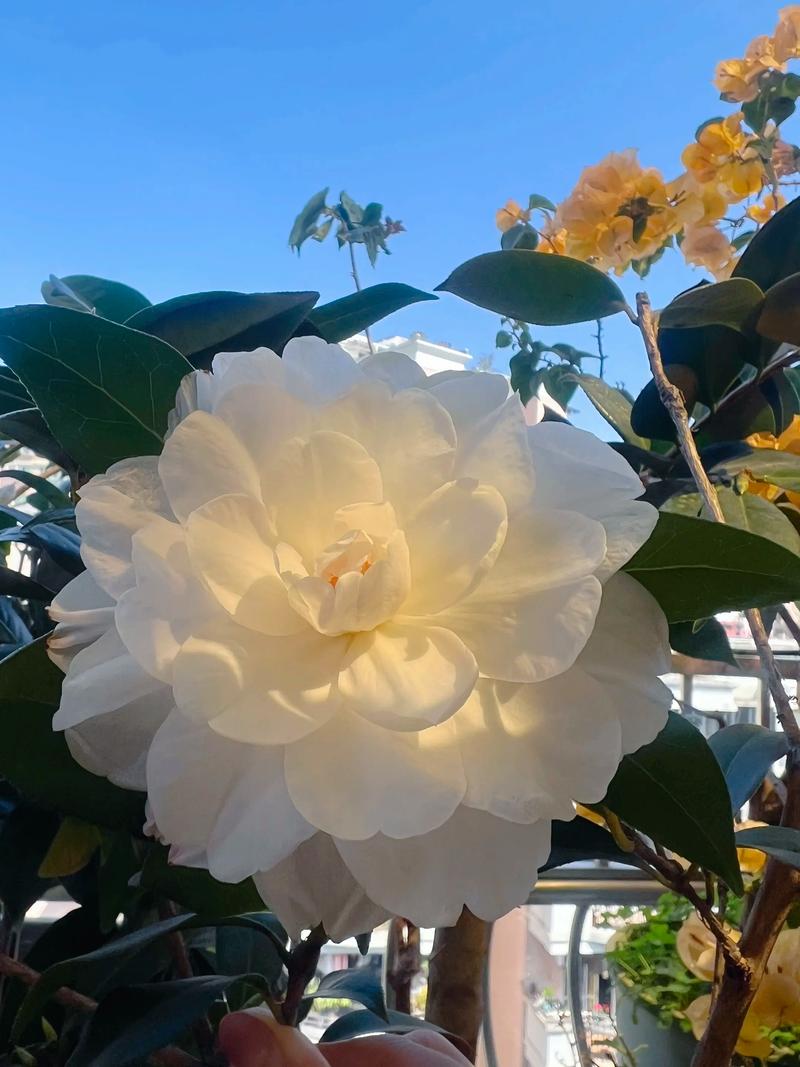 茶玫瑰适合盆栽还是地栽？