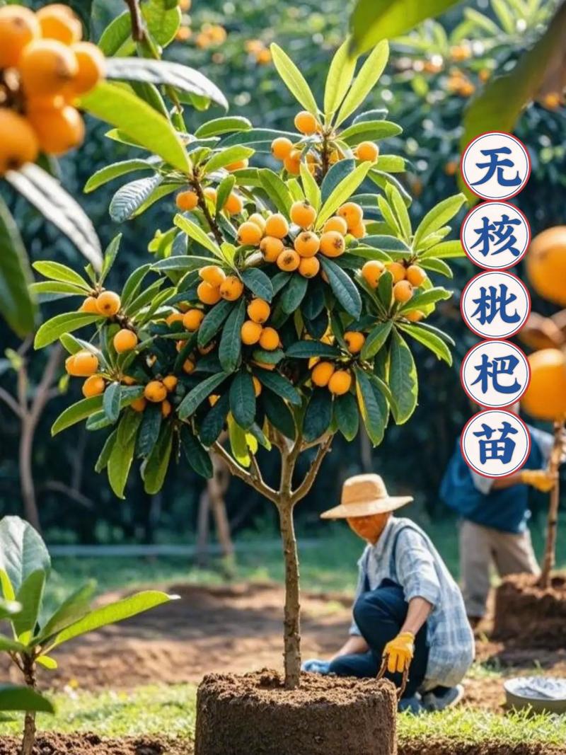 栽前处理：修剪根系与消毒