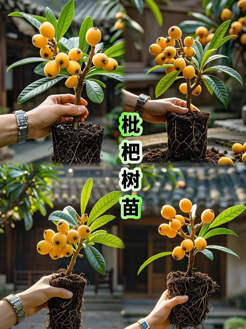 栽植深度：根茎结合部与地面平齐