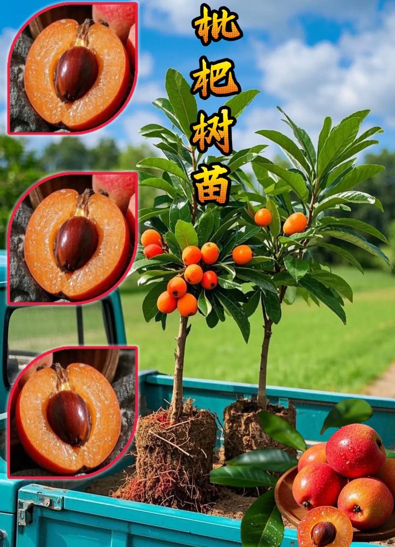 缓苗管理：遮阴与保湿7-15天