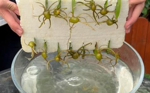 用叶繁殖的植物有哪些？10种适合叶插的植物及操作指南