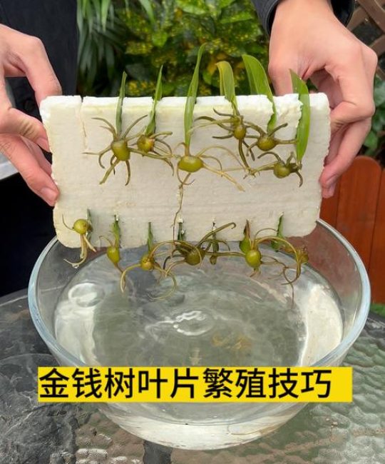 用叶繁殖的植物有哪些？10种适合叶插的植物及操作指南