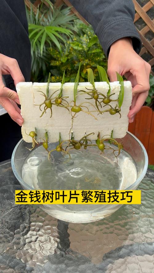 用叶繁殖的植物有哪些？10种适合叶插的植物及操作指南