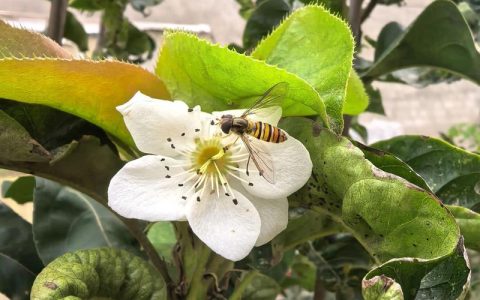 梦到梨树开花了什么预兆？详解梨树花期与养护指南